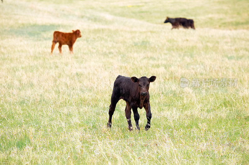 黑色的安格斯牛犊走在草地上