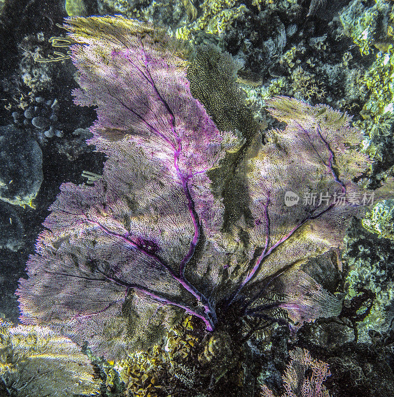 紫色扇珊瑚