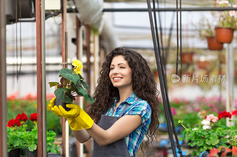 温室女工在挑选鲜花