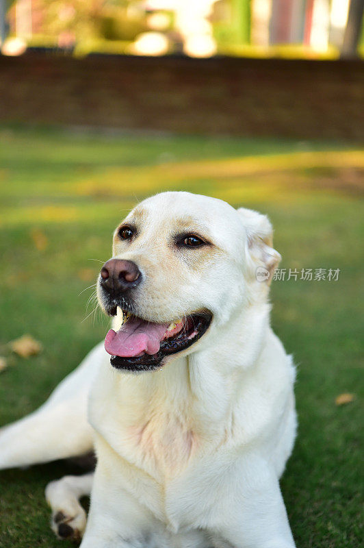 玩得开心的拉布拉多寻回犬