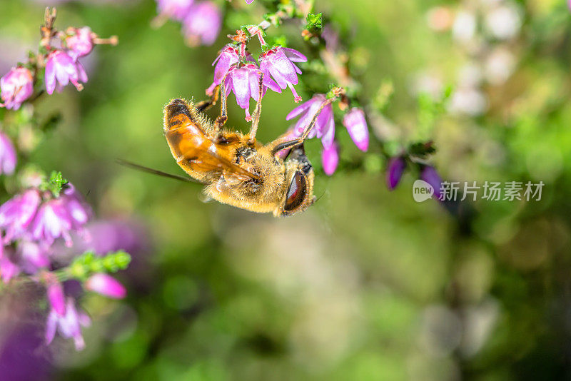 美丽的石南花蜜蜂授粉，宏观，秋季墙纸