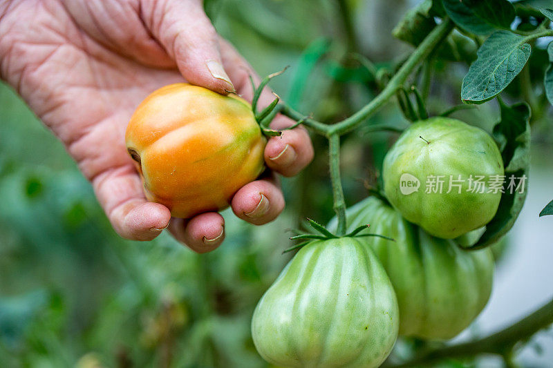 在菜园里摘番茄