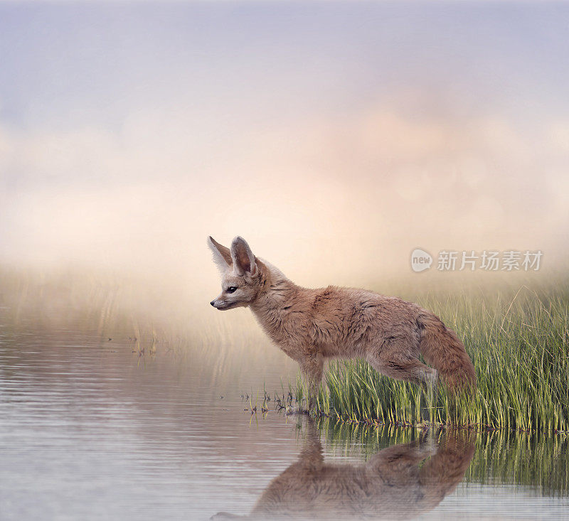 耳廓狐靠近水