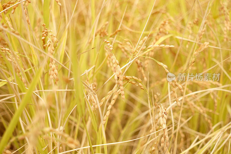 大田成熟的稻麦