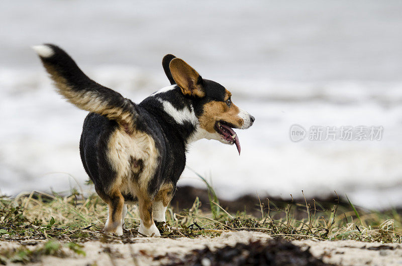 一只柯基犬站在海滩上看着大海