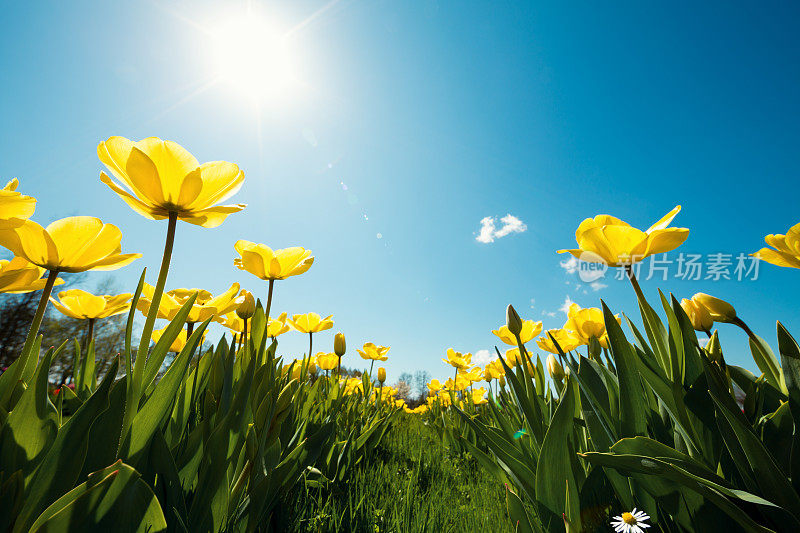 黄色郁金香花园