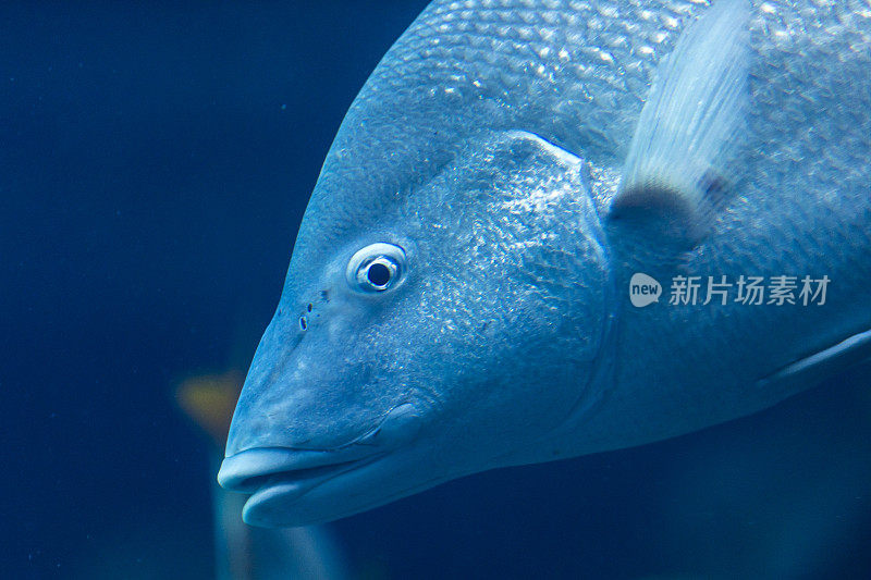 在巴哈马群岛，热带鱼独自游动的特写。