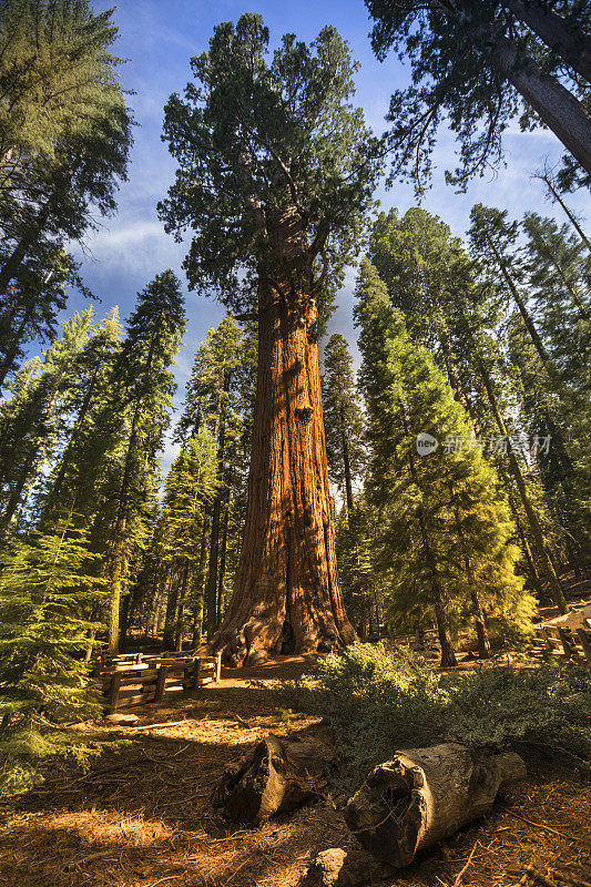 美国加州红杉国家公园的巨树
