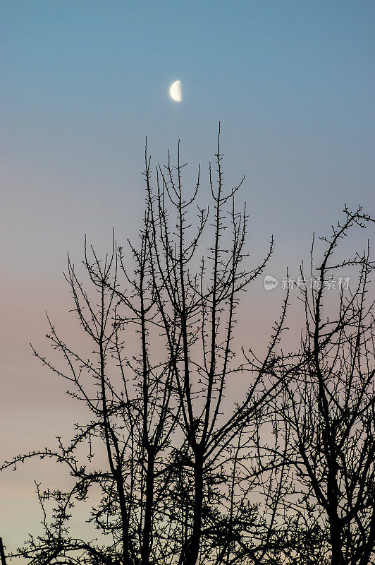 黎明的天空和半月形的月亮映衬下树木的剪影