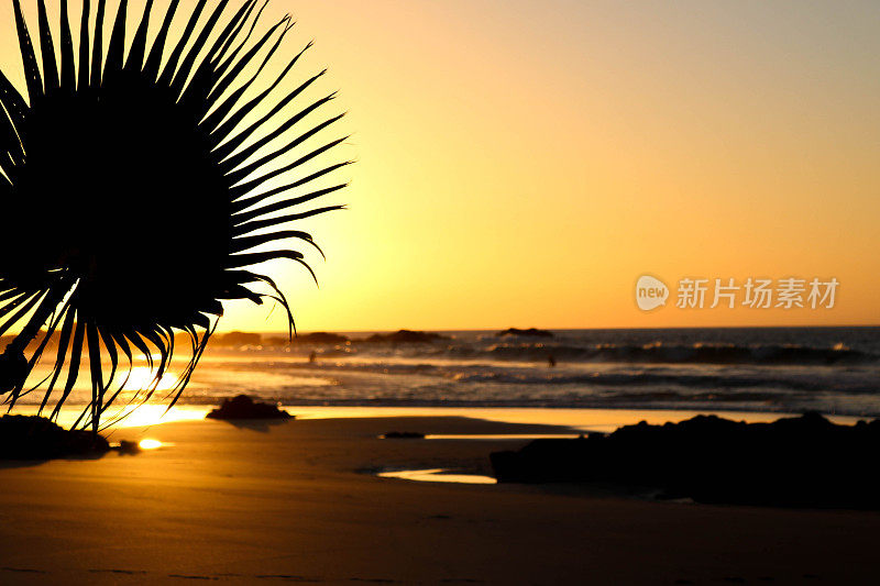 夕阳下海滩上的棕榈叶