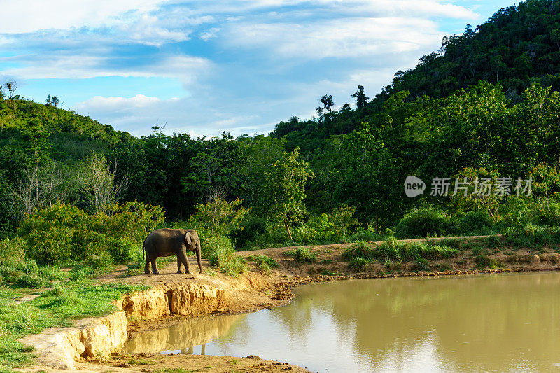 在蓝天白云的国家公园里，一只大野象正站在一个大水池前游泳。