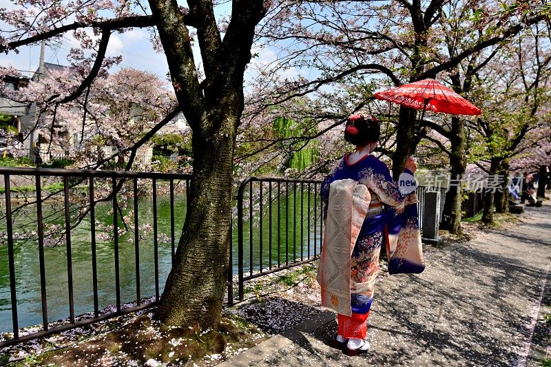 日本一名女子穿着舞子服装在京都欣赏樱花