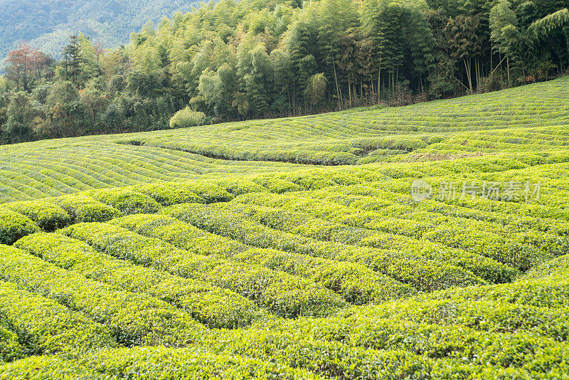 茶的农场