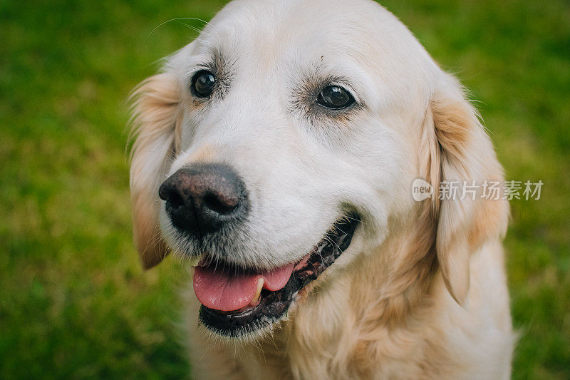 年轻漂亮的金毛猎犬在镜头前大笑