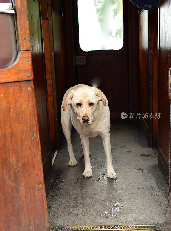 英国火车站的拉布拉多寻回犬