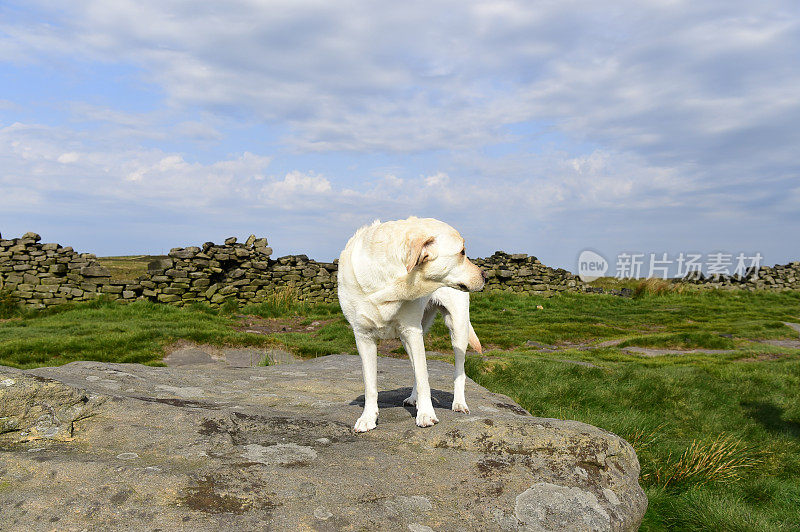 和一只拉布拉多寻回犬在皮克区徒步旅行