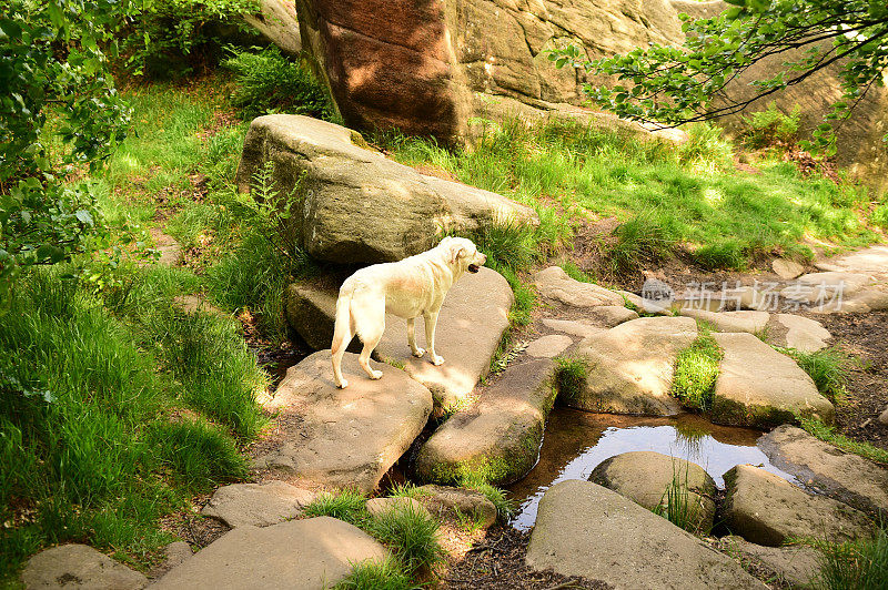 和一只拉布拉多寻回犬在皮克区徒步旅行