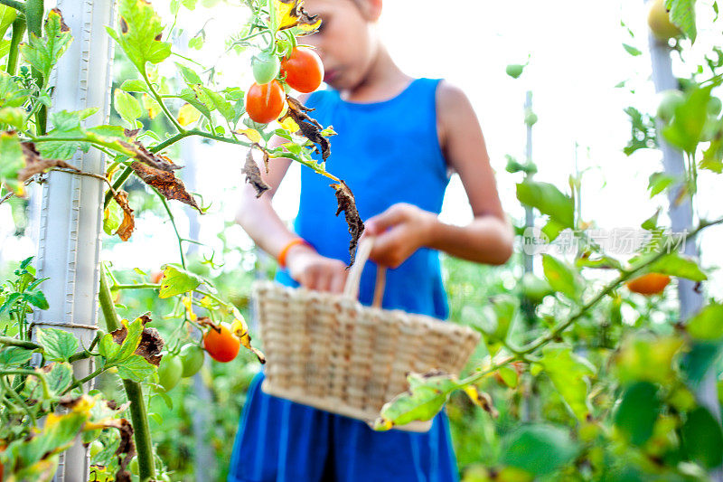 拿着篮子收割樱桃番茄的女孩