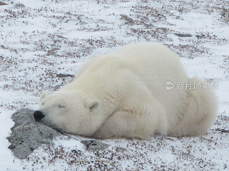 冰雪覆盖的苔原上的极地酒吧