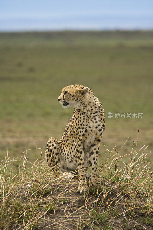 肯尼亚马赛马拉的猎豹