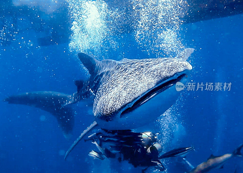 水肺潜水员和濒危物种鲸鲨(斑纹犀牛)