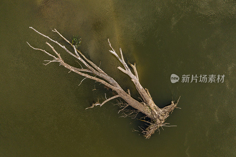 无人机直接从一棵在夏季洪水中漂流的大枯树上方拍摄的图像