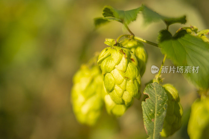 在自然界中夏季生长的啤酒花用于啤酒酿造