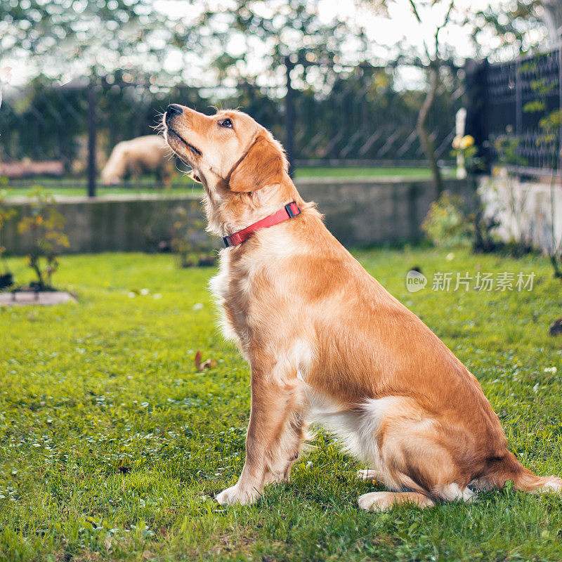 金毛猎犬