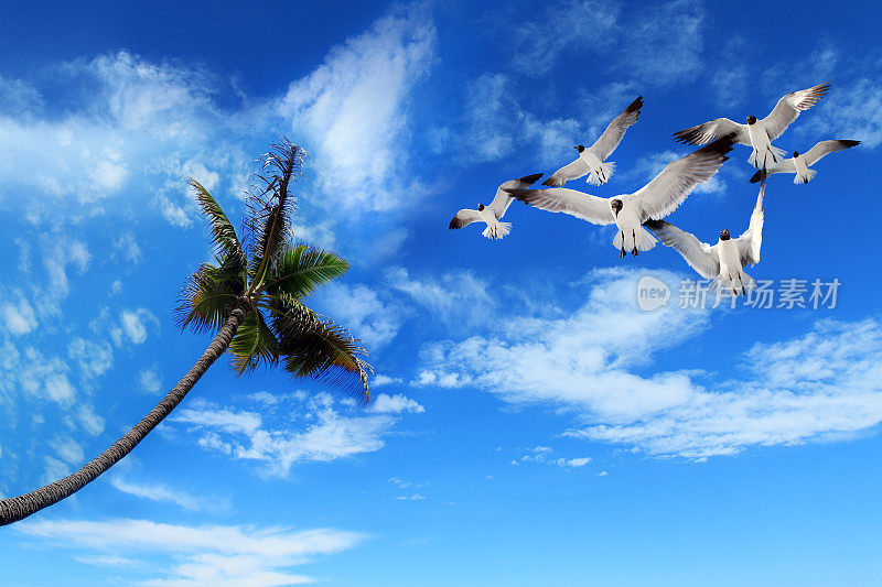 一群海鸥和棕榈树飞过晴朗的天空