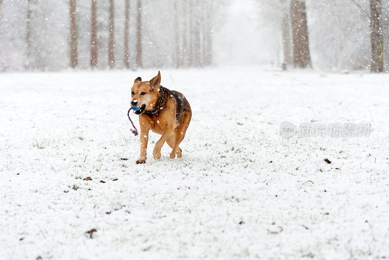 一只狗在雪地里玩耍——德国牧羊犬