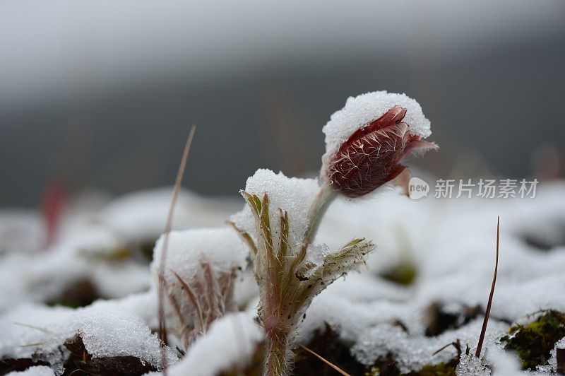 积雪覆盖的达胡里白头翁花VD733