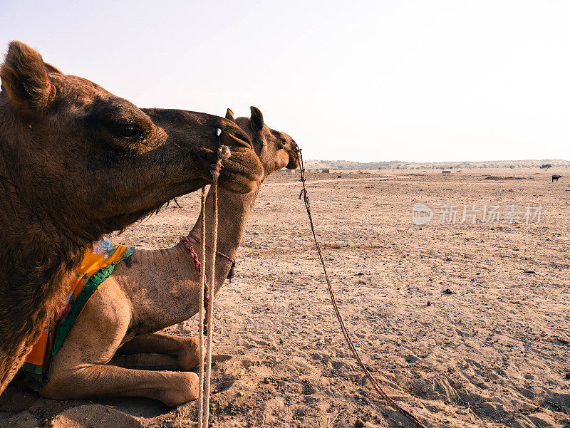 印度塔尔沙漠骆驼的脸