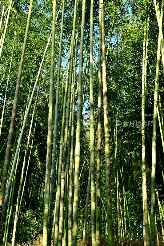 京都佐野的竹林