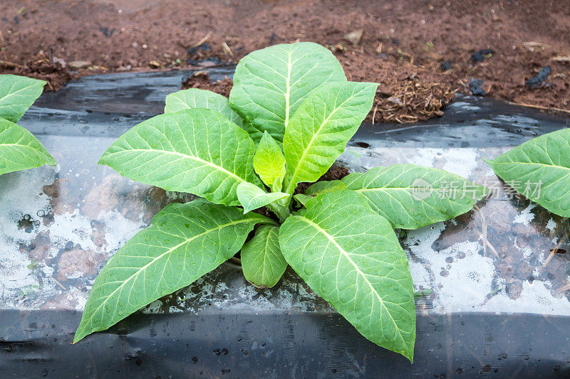 田间种植的烟草植物