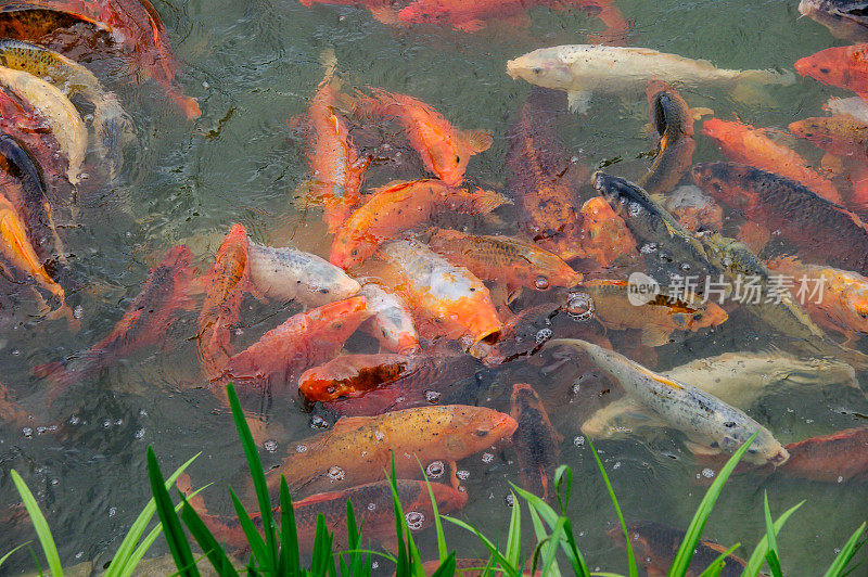 喂食锦鲤鲤鱼