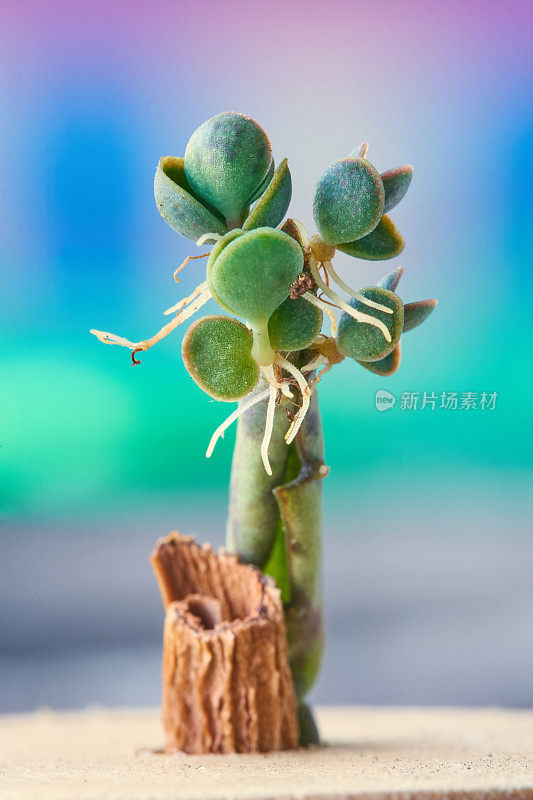 苔藓植物气生根微距拍摄