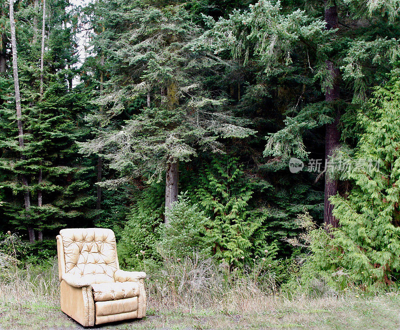 森林里一把椅子的奇怪照片