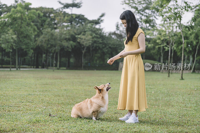 亚洲中国女性喂养和有亲密的时间与她的宠物柯基在公园