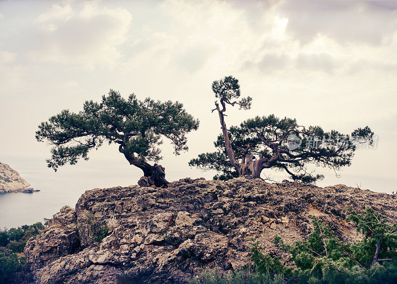 生长在岩石、海洋和天空上的老杜松树