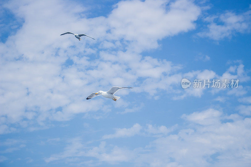 海鸥在海面上飞翔