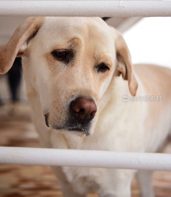 船上甲板上的拉布拉多寻回犬