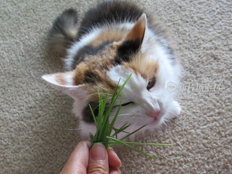 猫草