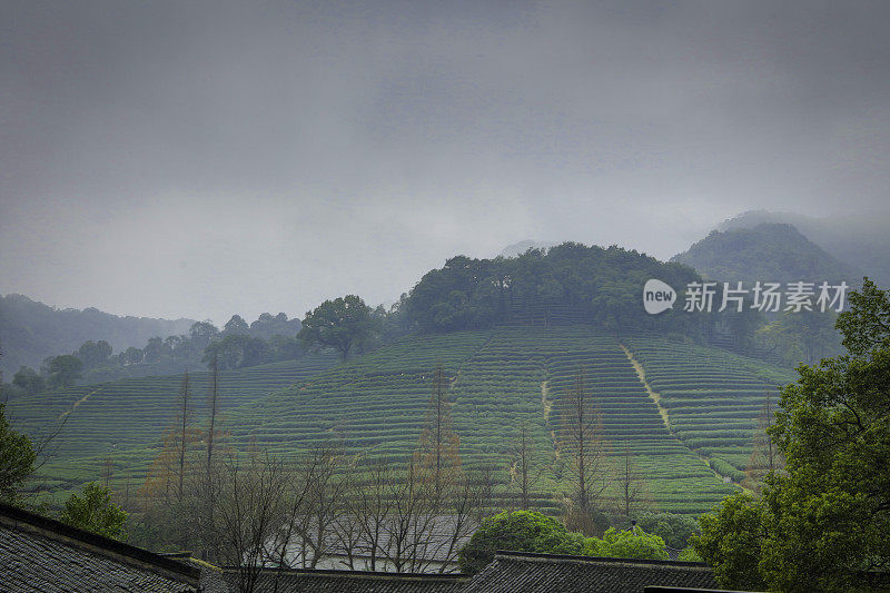 杭州附近的绿茶农场