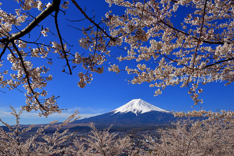 富士山和樱花:从荒山森根公园，富士吉田