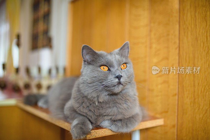 美丽的夏特鲁猫躺在架子上