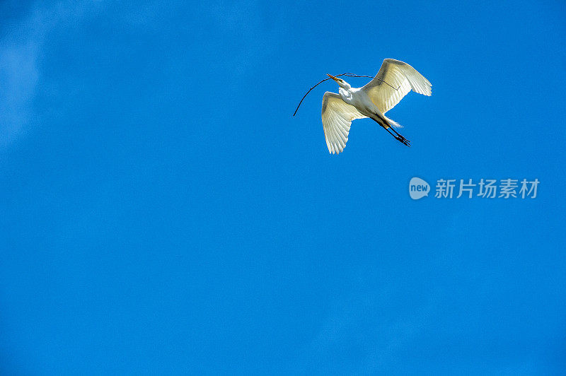 埃尔霍恩沼泽筑巢区上空飞行中的大白鹭