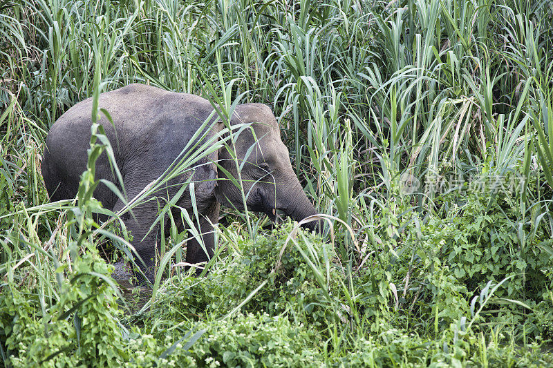 婆罗洲丛林里的小象