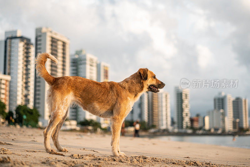 海滩上的狗