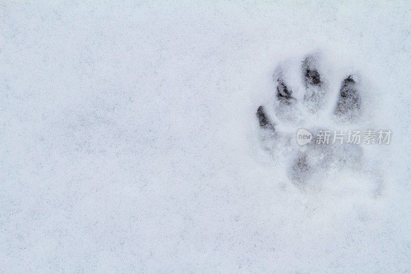 雪中的狗爪印