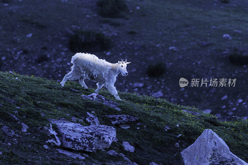 高山草地上的山羊